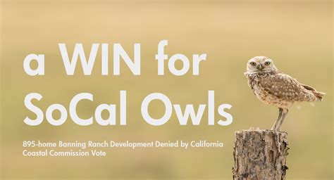 VICTORY FOR SOUTHERN CALIFORNIA BURROWING OWLS - Urban Bird Foundation | Birds. People. Communities.