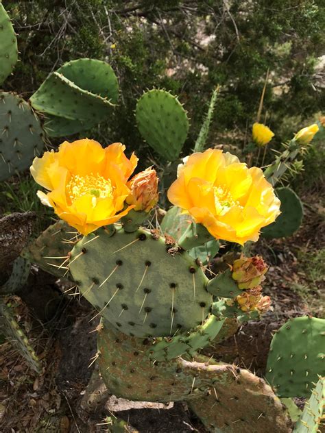 Spring flowers in Texas – Our Journey