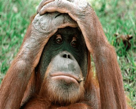 Amazing Funny Picture Cute And Beautiful Digital Funny Animal Hd Wallpapers
