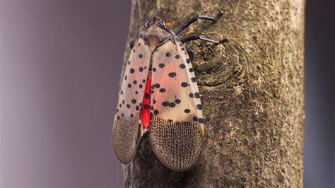 Lanternflies Eat Everything In Sight The Us Is Looking Delicious