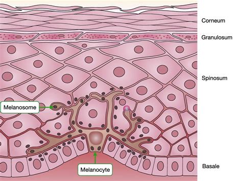 Histology Of Skin Lab