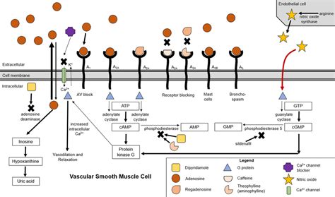 Schematic Representation Of The Action Of Vasodilating Agents Adenosine Download Scientific