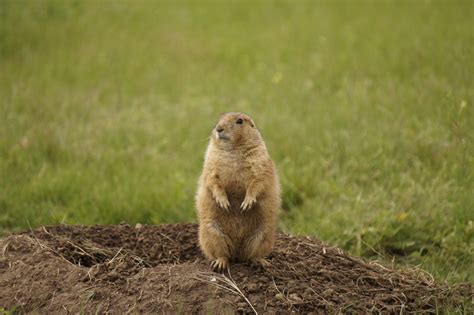 Black Tailed Prairie Dog Cynomys Ludovicianus Natureworks