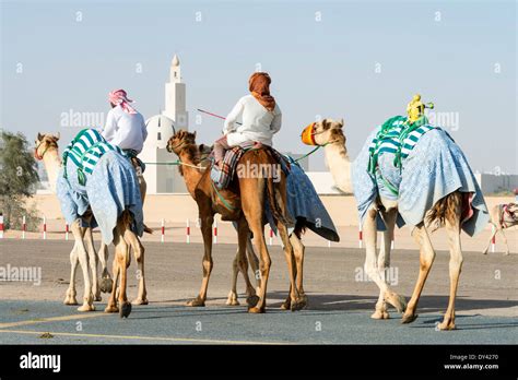 Camel Racing Festival At Al Marmoum Camel Racing Racetrack In Dubai