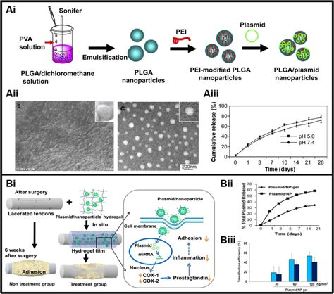 A Construction Of Plasmid Plga Nanoparticle Complexes For Prevention