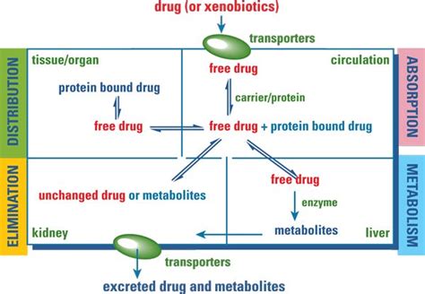 The Role Of Pharmacogenomics In Precision Medicine Medical Laboratory