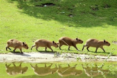 Premium Photo | Four capybara babys walking at the water showing reflection