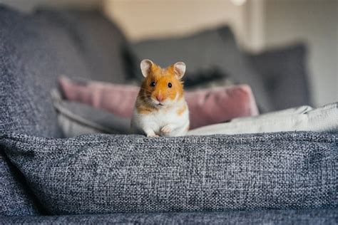 Hamster Entlaufen Das M Ssen Sie Jetzt Tun Herz F R Tiere