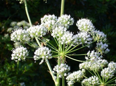 Queen Annes Lace Wildflower Hearth And Vine