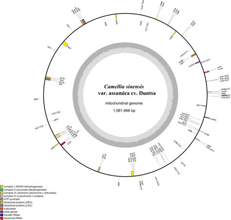 Frontiers Complete Mitochondrial Genome Assembly And Comparison Of