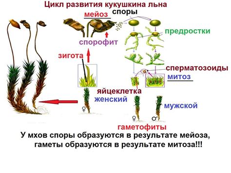 Высшие растения. Отдел мхи - презентация онлайн