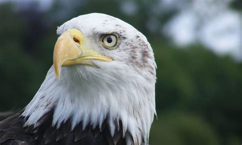 American Bald Eagle - Lake District Wildlife Park