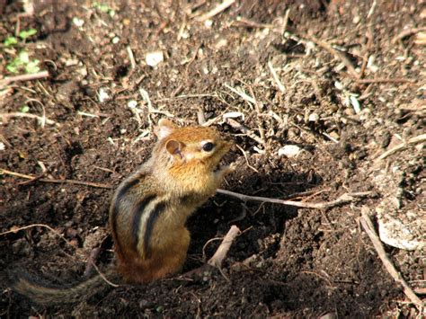 A Chipmunk’s Winter Sleep (Torpor and Hibernation)Donna L. Long