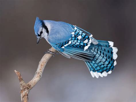 Blue Jay Symbolism Unpacking The Legends And Lore Of This Birdfact
