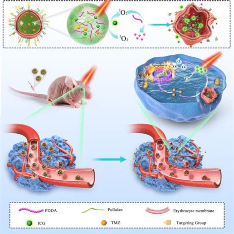 Schematic Illustration Of Near Infrared Activatable Biomimetic Nanogels Download Scientific