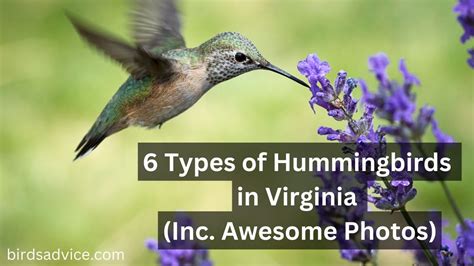 6 Types of Hummingbirds in Virginia (Inc. Awesome Photos) - Birds Advice