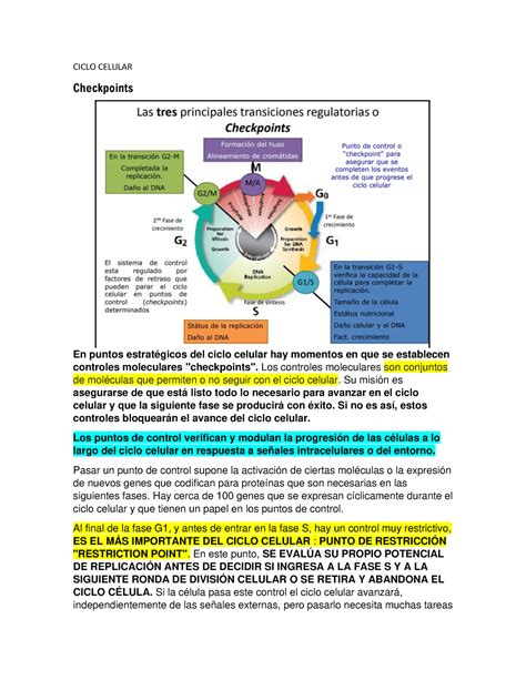 Ciclo Celular Checkpoints Y P53 Ciclo Celular Checkpoints En Puntos Estratégicos Del Ciclo