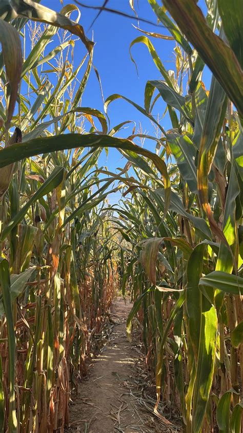 corn maze | Autumn scenery, Fall pictures, Fall foliage