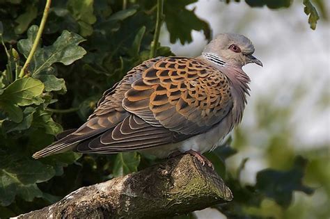 Two Turtle Doves This Christmas Youll Be Lucky Birdguides