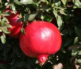 Angel Red Pomegranate at best price in Pune by K.D.Choudhary | ID ...