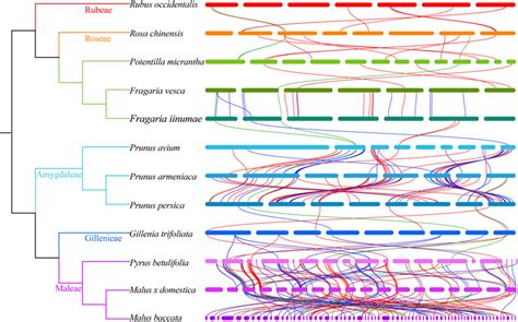 Frontiers Genome Wide Analysis Of NBS LRR Genes In Rosaceae Species