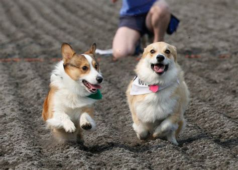 Corgi Races | Corgi, Racing, Dog life