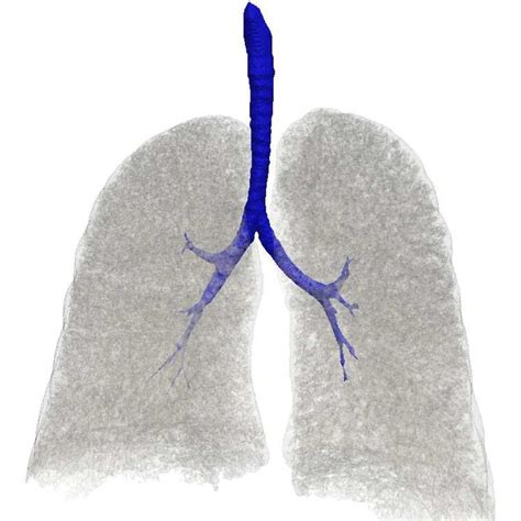 14 The Human Lungs Shown From The Front Left And From Above Right