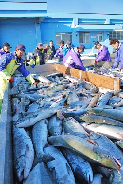 水産新聞 オ海西部秋サケ昨年に続き高水準推移 地場資源の造成手応え今週の追い込みに期待