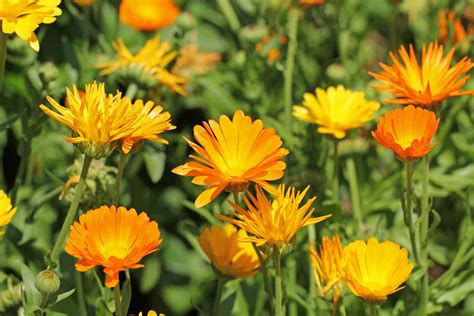 Anbau von Ringelblumen Tipps für farbenfrohe Gärten