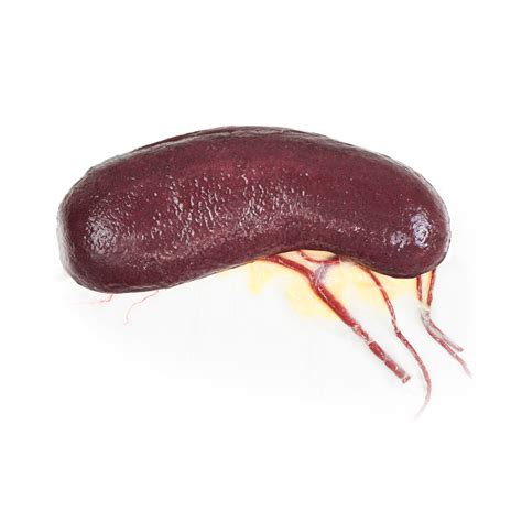 Canine Spleen Vascularized Syndaver