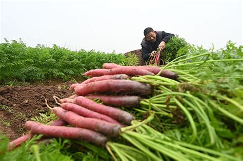 四川内江：大雪时节菜农忙 热门资讯 当代县域经济网