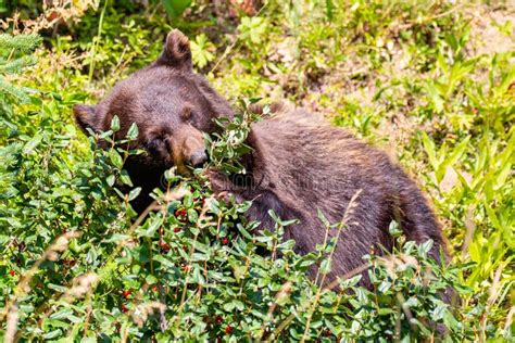 Oso Negro Comiendo Bayas Silvestres En El Bosque De Montana Foto de ...