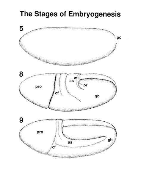 Atlas Of Drosophila Development By Volker Hartenstein