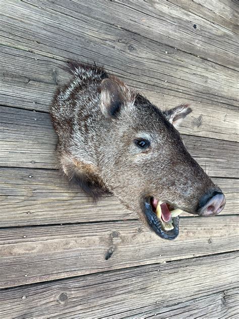 Javelina Teeth