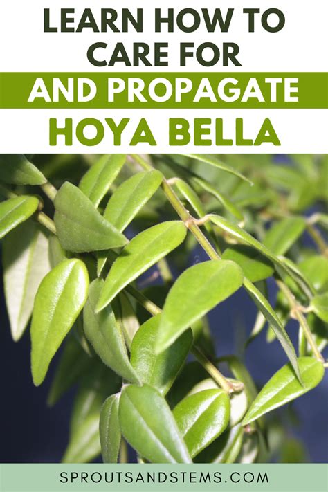 Easy Hoya Bella Care and Propagation Tips | Hoya plants, Propagating ...