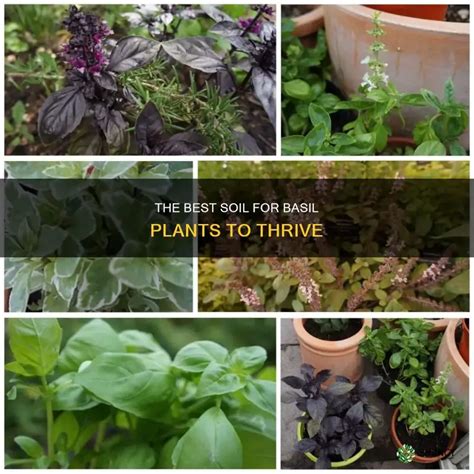 The Best Soil For Basil Plants To Thrive Shuncy