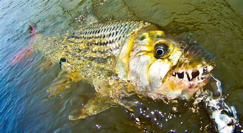 African TigerFish: Characteristics, habitat, reproduction and more....