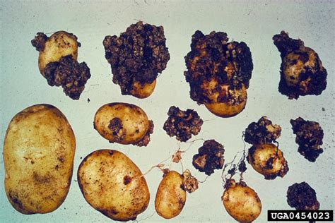 Potato Wart Disease Synchytrium Endobioticum