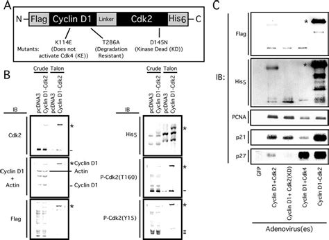 Construction And Expression Of A Cyclin D1 Cdk2 Fusion Protein And