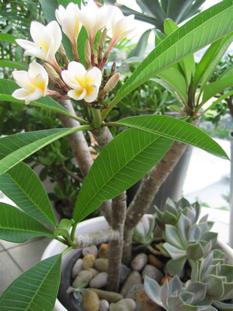 Plumeria Frangipani Assorted | PLANTS WHITSUNDAY