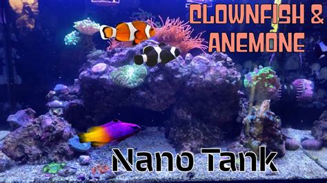 Clownfish Anemone Nano Tank Youtube