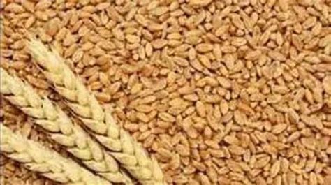 Golden 50kg Food Wheat Grains At Rs 21 Kg In Mandsaur ID 25395799491