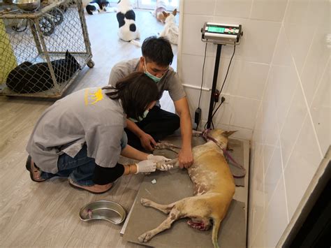 (TH / ENG) Severe TVT Cancer... - The man that rescues dogs | Facebook