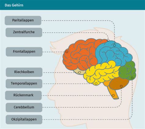 Aufbau Und Funktion Des Nervensystems ZNS Gehirn Karteikarten Quizlet