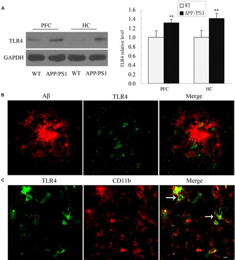 Frontiers Inhibition Of TLR4 Induces M2 Microglial Polarization And