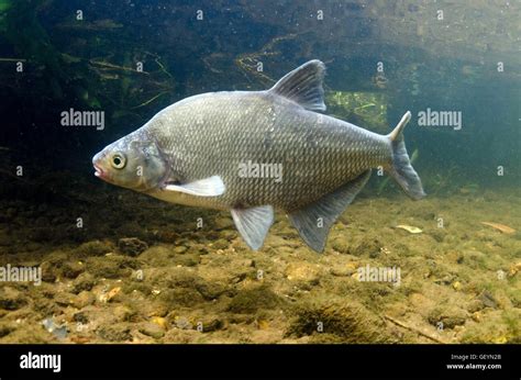 Common bream hi-res stock photography and images - Alamy