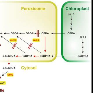 A Simplified Model Of Ja Ile Perception And Signaling Via The Scf