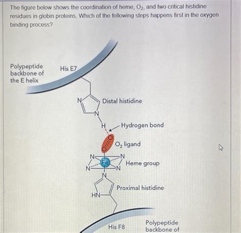 Solved The Figure Below Shows The Coordination Of Heme O Chegg