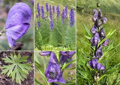 Aconitum Tauricum Wulfen Portale Della Flora D Italia Portal To The