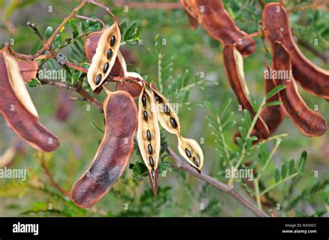 Sunshine Wattle Acacia Terminalis Seed Pods With Black Seeds Growing In Woodland Royal